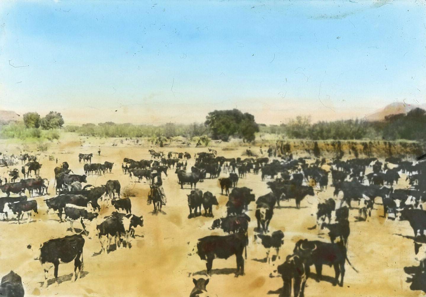 1930-cattle