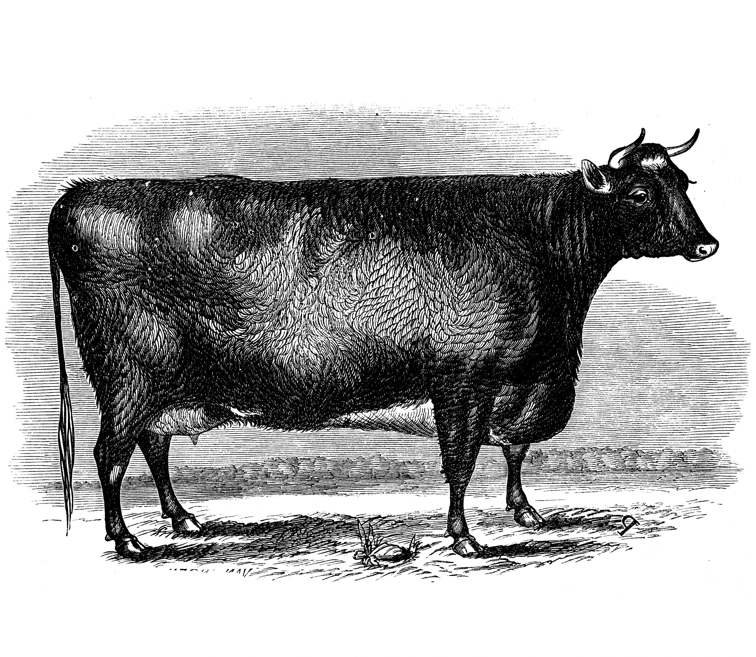 vintage-cow-large-scaled